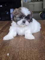 Bo, a male Shih Tzu for sale in Stroudsburg, PA – 5 of 7