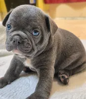 Teddy, a male French Bulldog for sale in Stroudsburg, PA – 2 of 2