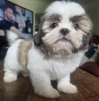 Chip, a male Shih Tzu for sale in Stroudsburg, PA – 3 of 7