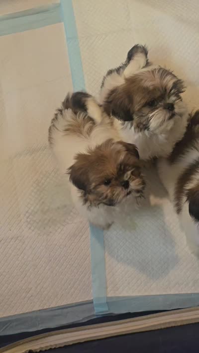 Layla, a female Shih Tzu for sale in Stroudsburg, PA – 3 of 7