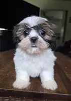 Raya, a female Shih Tzu for sale in Stroudsburg, PA – 2 of 6