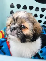 Tilly, a female Shih Tzu for sale in Stroudsburg, PA – 2 of 5