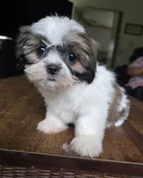 Raya, a female Shih Tzu for sale in Stroudsburg, PA – 3 of 6