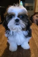 Perla, a female Shih Tzu for sale in Stroudsburg, PA – 5 of 7