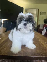 Bo, a male Shih Tzu for sale in Stroudsburg, PA – 3 of 3