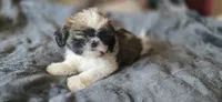 Mimi, a female Shih Tzu for sale in Stroudsburg, PA – Photo 8 of 8