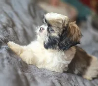 Mimi, a female Shih Tzu for sale in Stroudsburg, PA – Photo 3 of 8