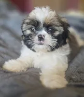 Mimi, a female Shih Tzu for sale in Stroudsburg, PA – Photo 6 of 8