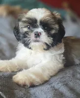Mimi, a female Shih Tzu for sale in Stroudsburg, PA – Photo 1 of 8