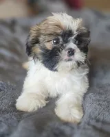Mimi, a female Shih Tzu for sale in Stroudsburg, PA – Photo 2 of 8