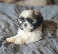 Mimi, a female Shih Tzu for sale in Stroudsburg, PA – Photo 4 of 8