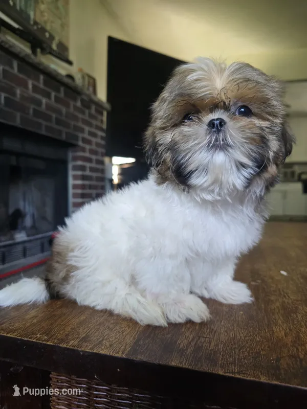 Layla – Shih Tzu puppy for sale in Stroudsburg, PA
