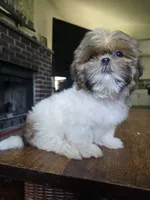 Layla, a female Shih Tzu for sale in Stroudsburg, PA – 1 of 3