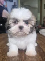 Chip, a male Shih Tzu for sale in Stroudsburg, PA – 1 of 7