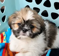 Tilly, a female Shih Tzu for sale in Stroudsburg, PA – 4 of 5