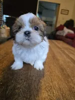 Bison, a male Shih Tzu for sale in Stroudsburg, PA – 9 of 9