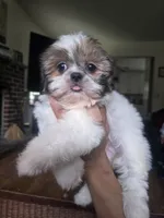 Ariel, a female Shih Tzu for sale in Stroudsburg, PA – 4 of 5