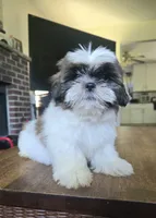 Bo, a male Shih Tzu for sale in Stroudsburg, PA – 2 of 3