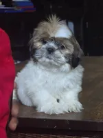 Rosie, a female Shih Tzu for sale in Stroudsburg, PA – 1 of 5