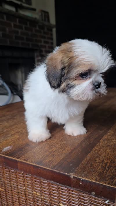 Merida, a female Shih Tzu for sale in Stroudsburg, PA – 5 of 5