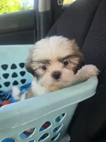 Chip, a male Shih Tzu for sale in Stroudsburg, PA – 5 of 7