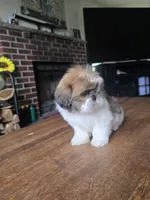 Ben, a male Shih Tzu for sale in Stroudsburg, PA – 4 of 8