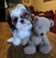 Perla, a female Shih Tzu for sale in Stroudsburg, PA – 7 of 7