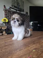 Ben, a male Shih Tzu for sale in Stroudsburg, PA – 3 of 8