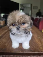 Layla, a female Shih Tzu for sale in Stroudsburg, PA – 5 of 7