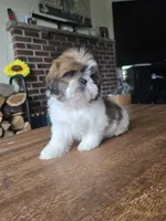 Ben, a male Shih Tzu for sale in Stroudsburg, PA – 5 of 8