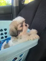 Chip, a male Shih Tzu for sale in Stroudsburg, PA – 7 of 7