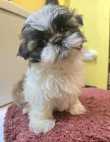 Millie, a female Shih Tzu for sale in Stroudsburg, PA – Photo 4 of 8