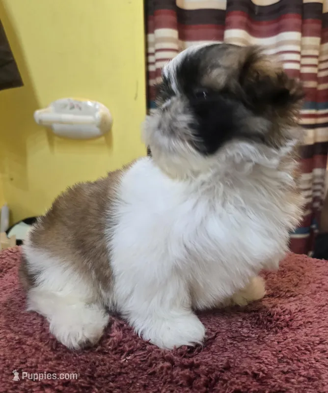 Millie, a female Shih Tzu for sale in Stroudsburg, PA – Photo 1 of 8