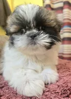 Millie, a female Shih Tzu for sale in Stroudsburg, PA – Photo 7 of 8