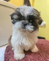 Millie, a female Shih Tzu for sale in Stroudsburg, PA – Photo 6 of 8