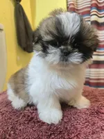 Millie, a female Shih Tzu for sale in Stroudsburg, PA – Photo 8 of 8