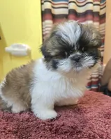 Millie, a female Shih Tzu for sale in Stroudsburg, PA – Photo 2 of 8