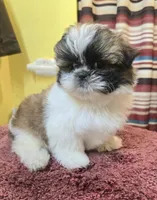Millie, a female Shih Tzu for sale in Stroudsburg, PA – Photo 3 of 8