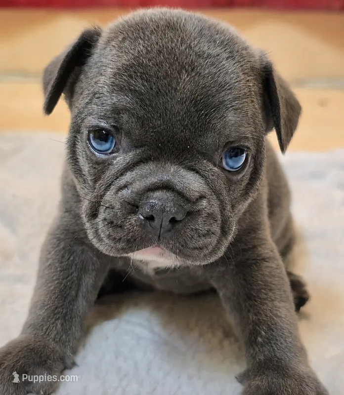 Teddy – French Bulldog puppy for sale in Stroudsburg, PA