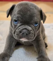 Teddy, a male French Bulldog for sale in Stroudsburg, PA – 1 of 2