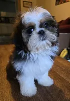 Perla, a female Shih Tzu for sale in Stroudsburg, PA – 2 of 7