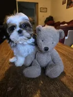 Perla, a female Shih Tzu for sale in Stroudsburg, PA – 6 of 7