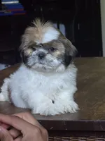 Rosie, a female Shih Tzu for sale in Stroudsburg, PA – 2 of 5