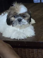 Rosie, a female Shih Tzu for sale in Stroudsburg, PA – 3 of 5