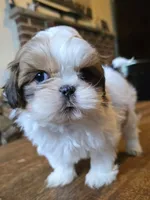 Gia, a female Shih Tzu for sale in Stroudsburg, PA – 7 of 9