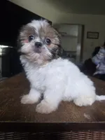Ariel, a female Shih Tzu for sale in Stroudsburg, PA – 3 of 5