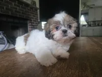 Ariel, a female Shih Tzu for sale in Stroudsburg, PA – 2 of 5