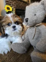 Lea, a female Shih Tzu for sale in Stroudsburg, PA – 5 of 5