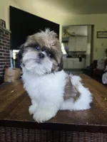 Ben, a male Shih Tzu for sale in Stroudsburg, PA – 2 of 3