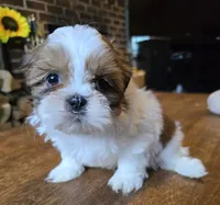 Bison, a male Shih Tzu for sale in Stroudsburg, PA – 6 of 9